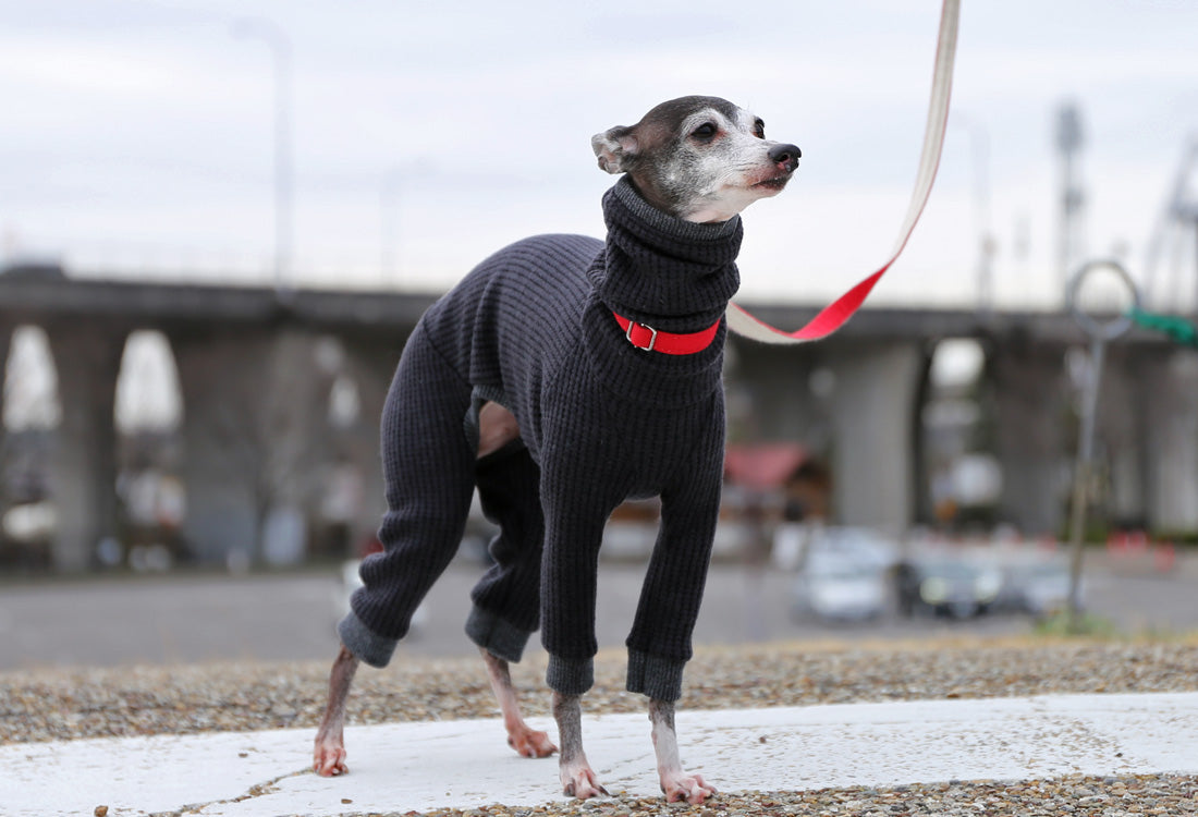 Waffle knit (black) - Italian Greyhound Clothes