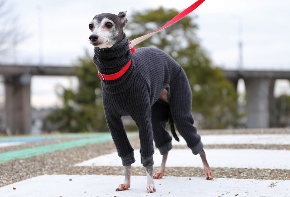 Waffle knit (black) - Italian Greyhound Clothes