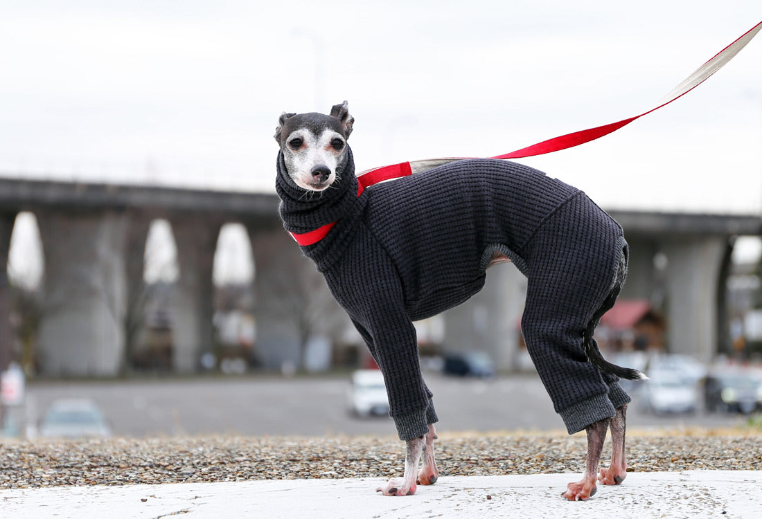 Waffle knit (black) - Italian Greyhound Clothes