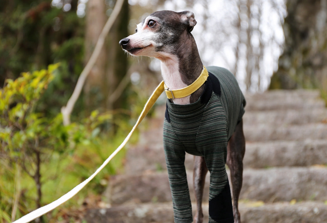 Horizontal pinstripes (forest green) - Italian Greyhound Clothes