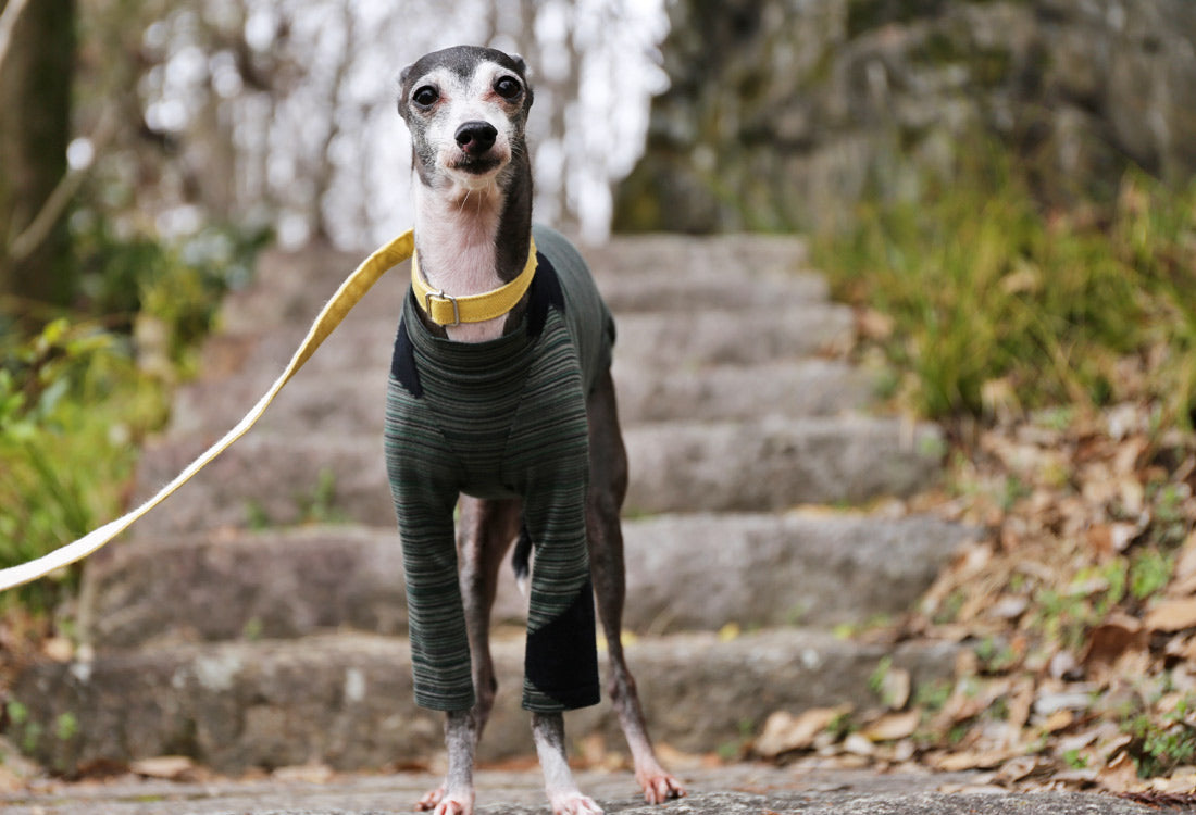 Horizontal pinstripes (forest green) - Italian Greyhound Clothes