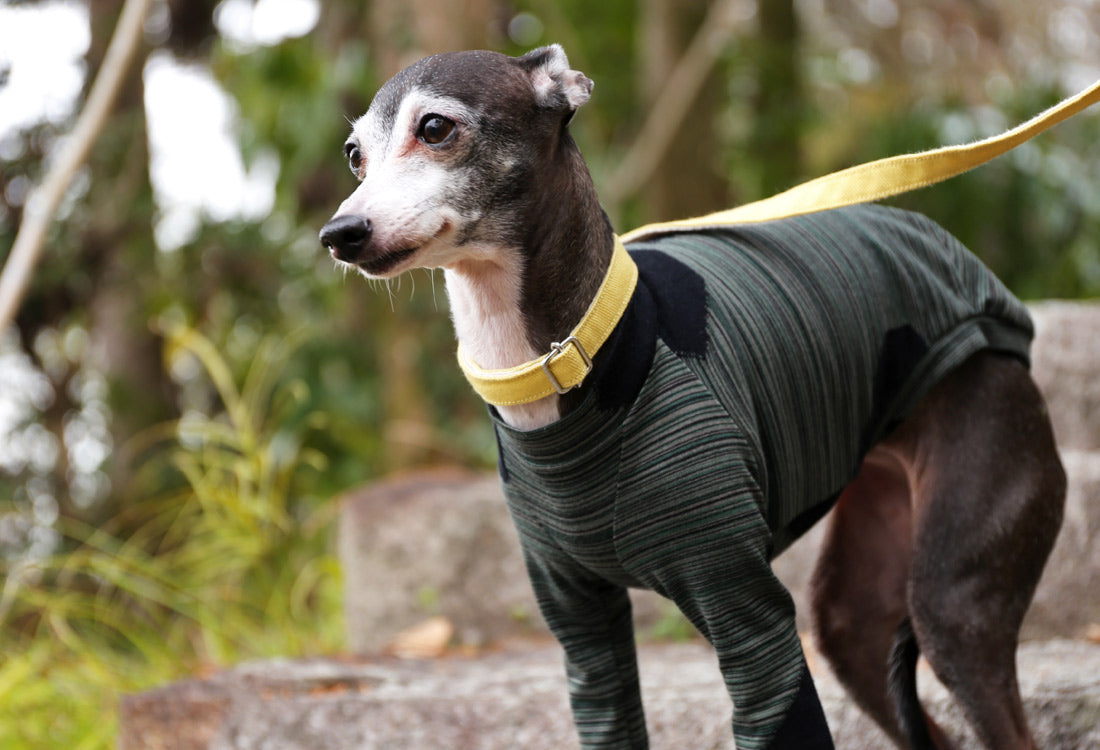 Horizontal pinstripes (forest green) - Italian Greyhound Clothes