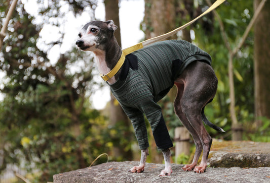 Horizontal pinstripes (forest green) - Italian Greyhound Clothes