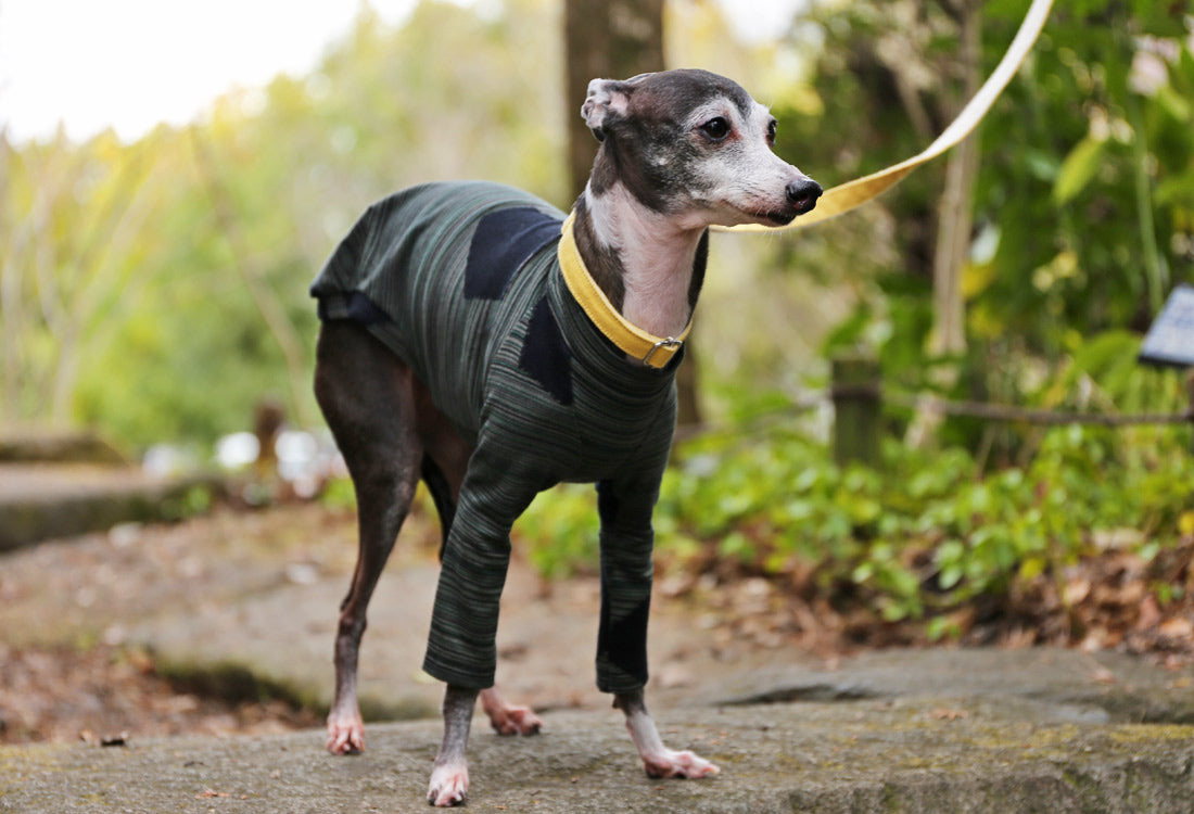 Horizontal pinstripes (forest green) - Italian Greyhound Clothes