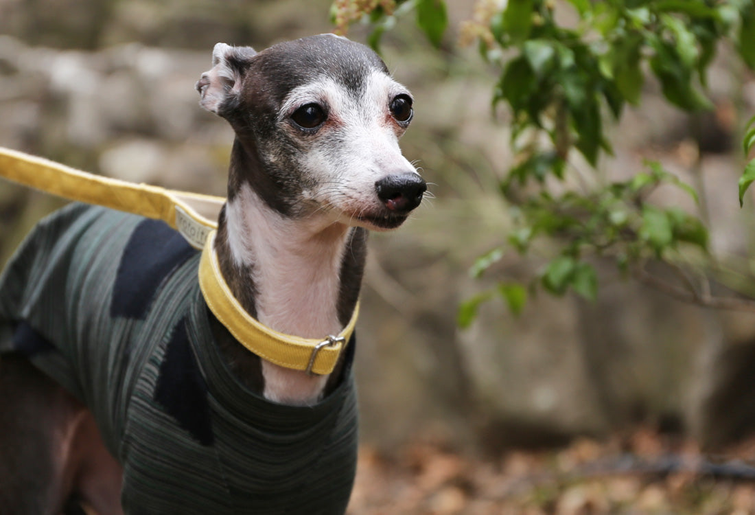 Horizontal pinstripes (forest green) - Italian Greyhound Clothes