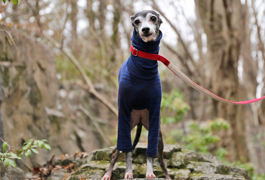 Horizontal pinstripes (navy blue) - Italian Greyhound Clothes