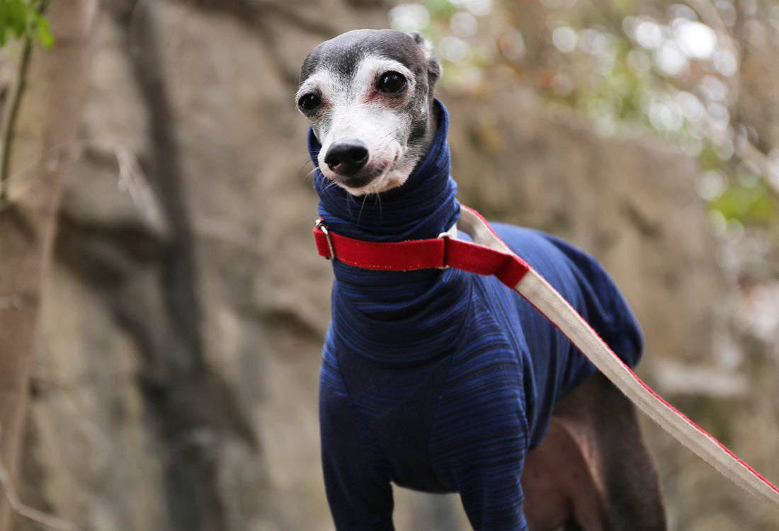 Horizontal pinstripes (navy blue) - Italian Greyhound Clothes