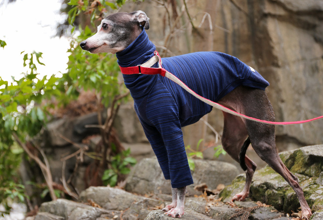 Horizontal pinstripes (navy blue) - Italian Greyhound Clothes