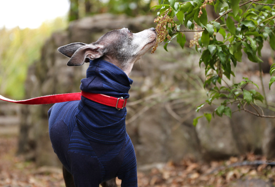 Horizontal pinstripes (navy blue) - Italian Greyhound Clothes