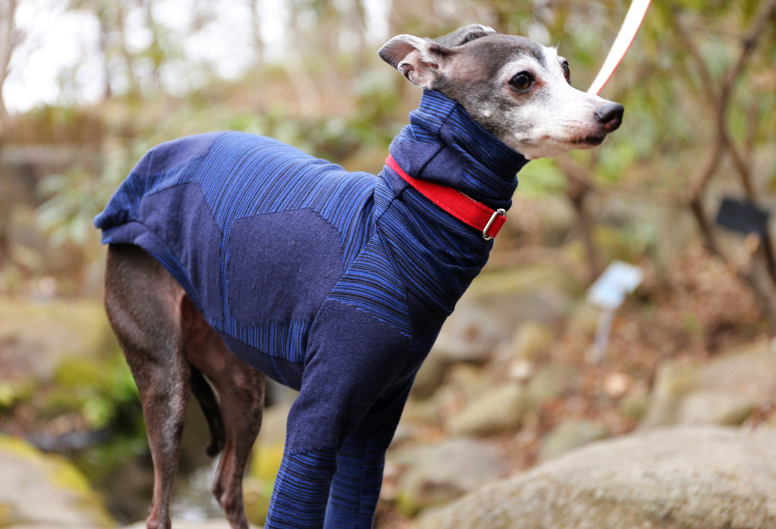 Horizontal pinstripes (navy blue) - Italian Greyhound Clothes