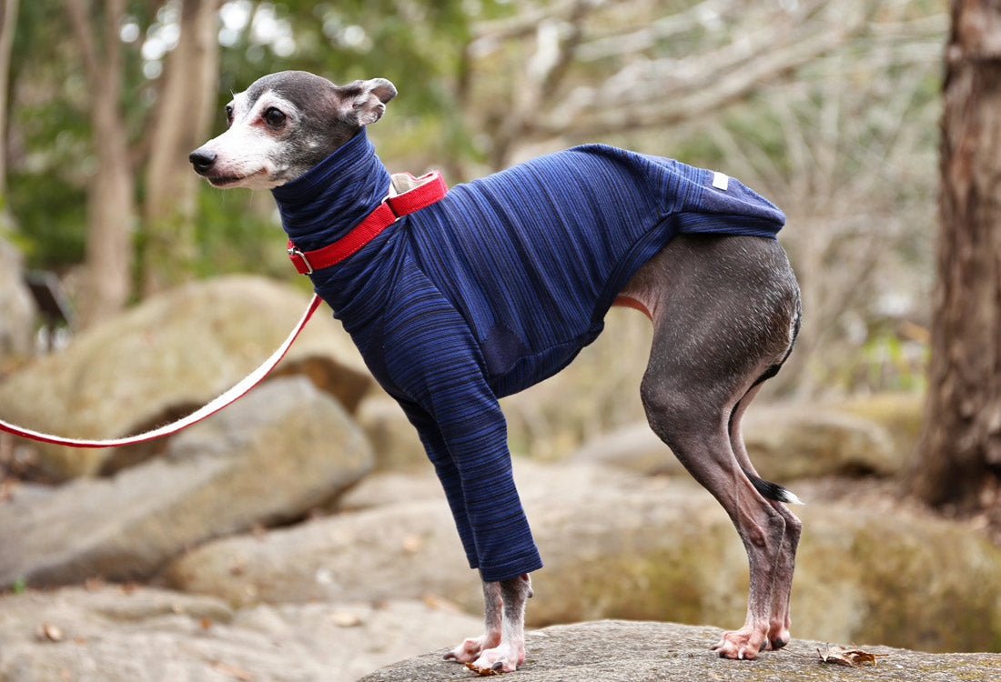 Horizontal pinstripes (navy blue) - Italian Greyhound Clothes