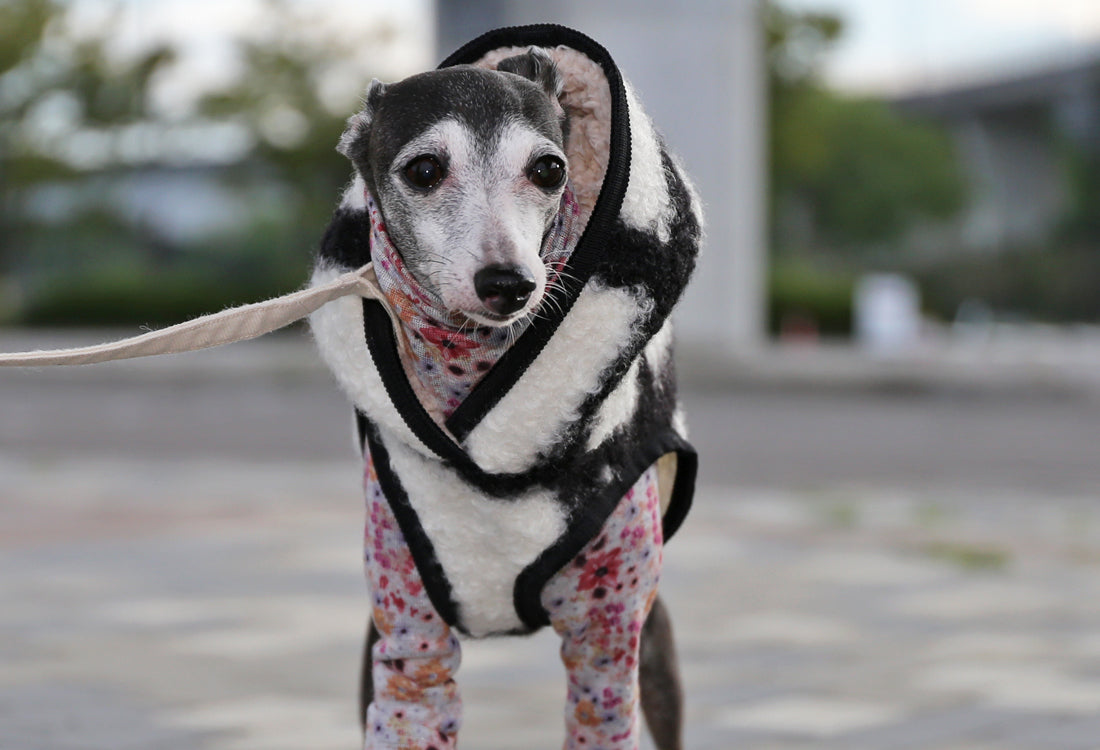 KOUSHI (white) - Italian Greyhound Clothes