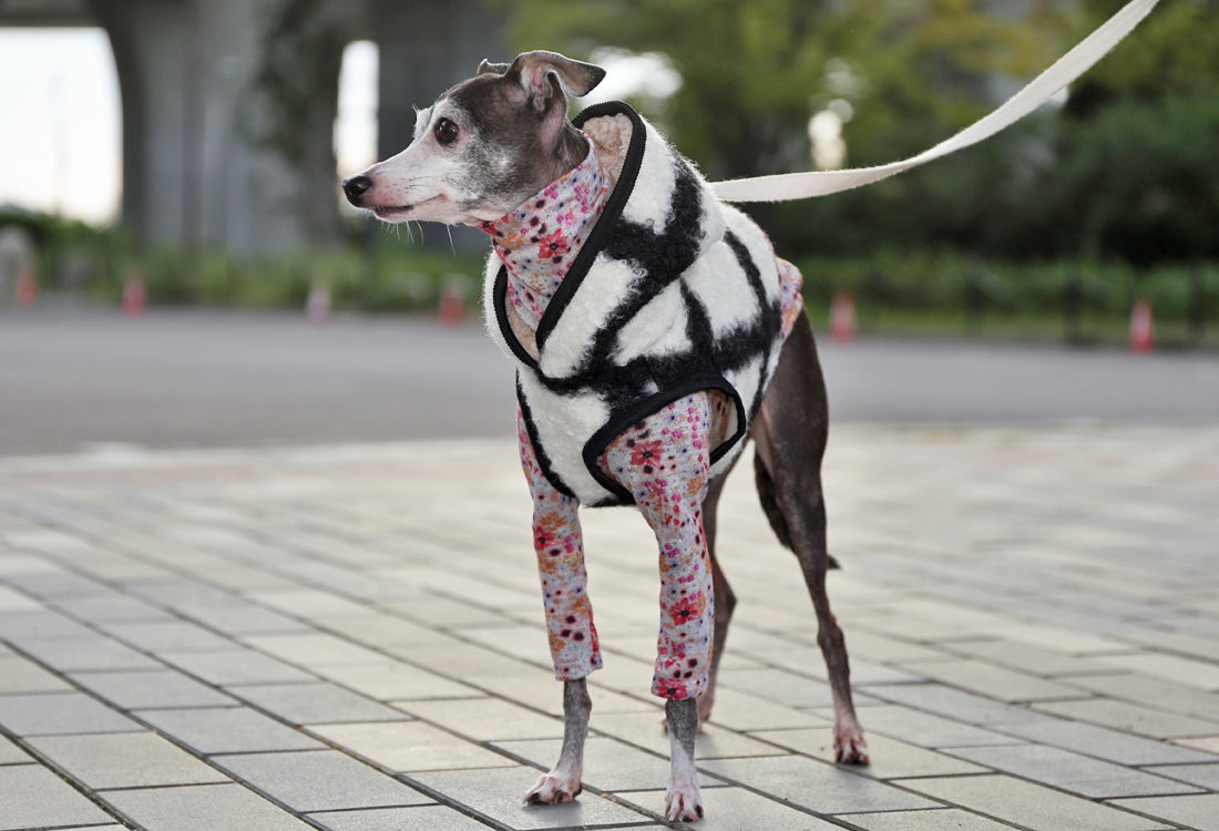 KOUSHI (white) - Italian Greyhound Clothes