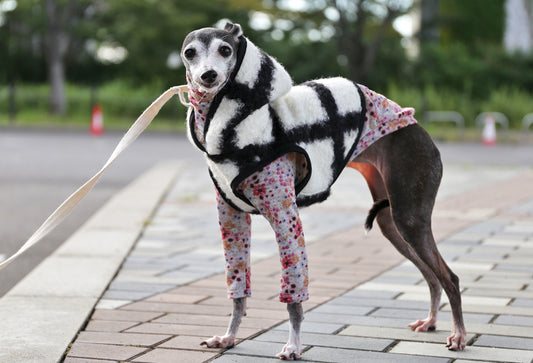 KOUSHI (white) - Italian Greyhound Clothes