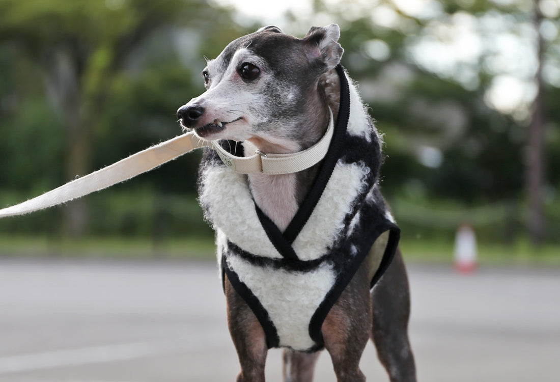 KOUSHI (white) - Italian Greyhound Clothes