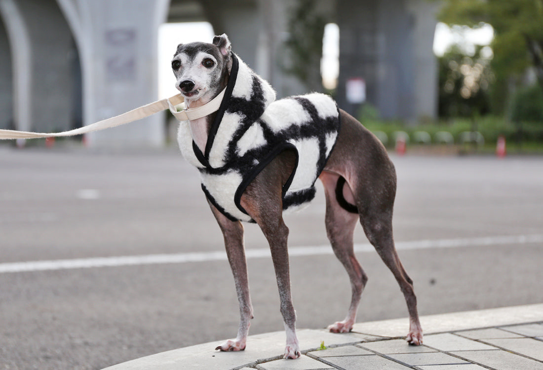 KOUSHI (white) - Italian Greyhound Clothes