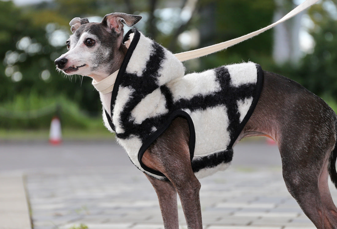 KOUSHI (white) - Italian Greyhound Clothes