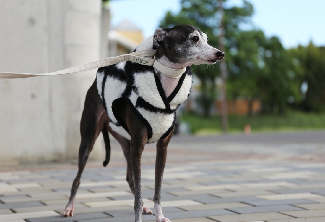 KOUSHI (white) - Italian Greyhound Clothes