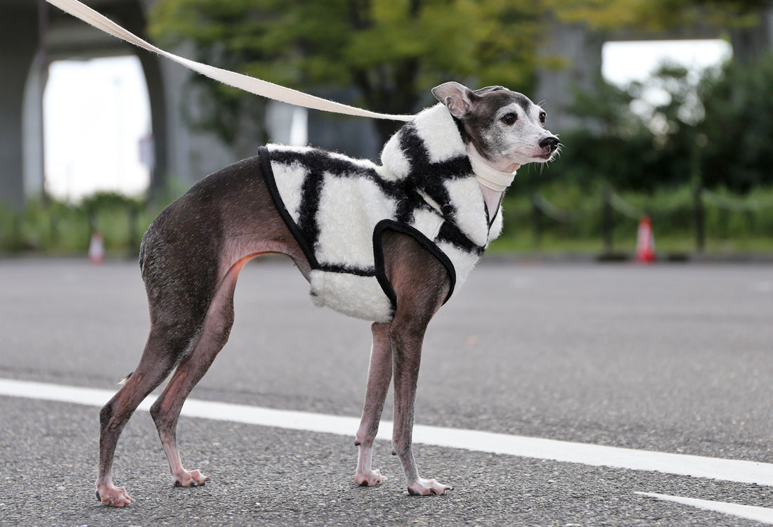 KOUSHI (white) - Italian Greyhound Clothes