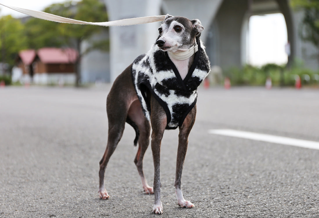 KOUSHI (black) - Italian Greyhound Clothes