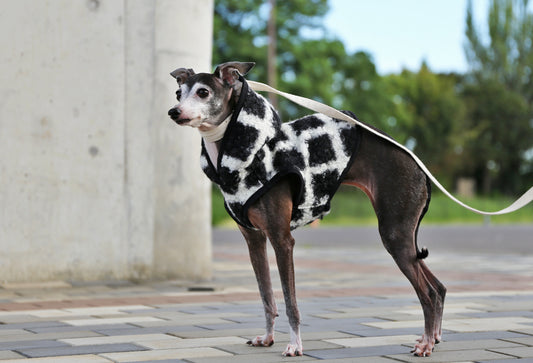 KOUSHI (black) - Italian Greyhound Clothes