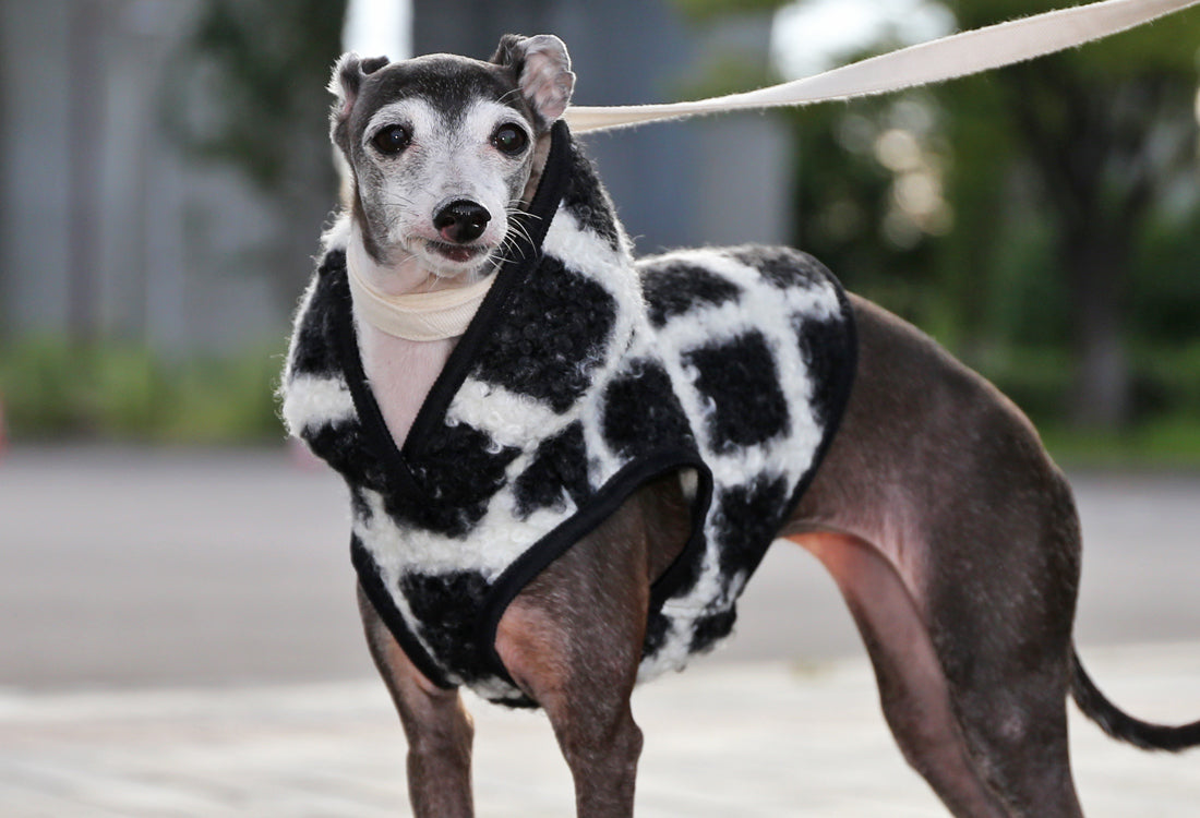 KOUSHI (black) - Italian Greyhound Clothes