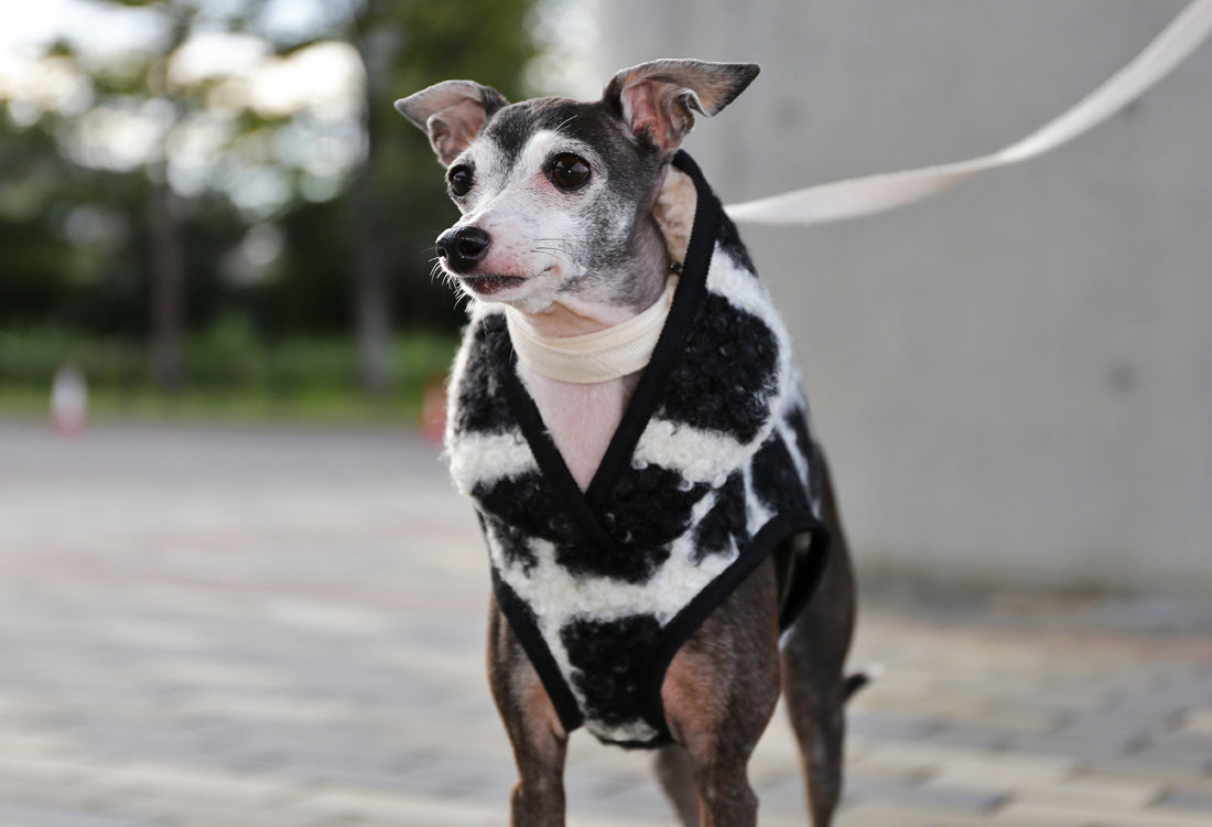 KOUSHI (black) - Italian Greyhound Clothes