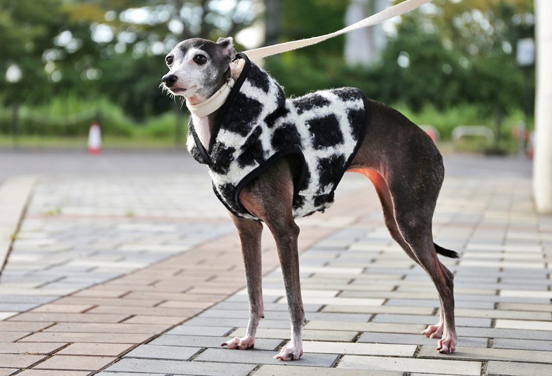 KOUSHI (black) - Italian Greyhound Clothes