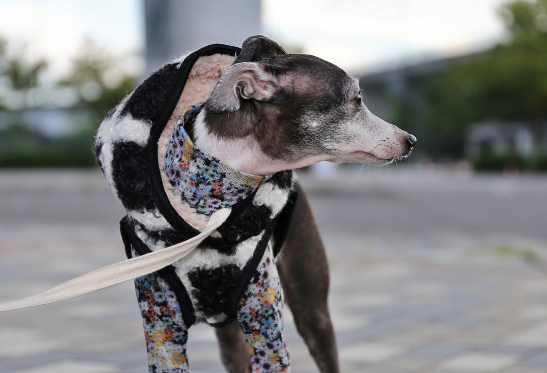 KOUSHI (black) - Italian Greyhound Clothes