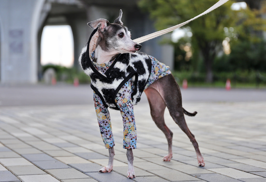 KOUSHI (black) - Italian Greyhound Clothes