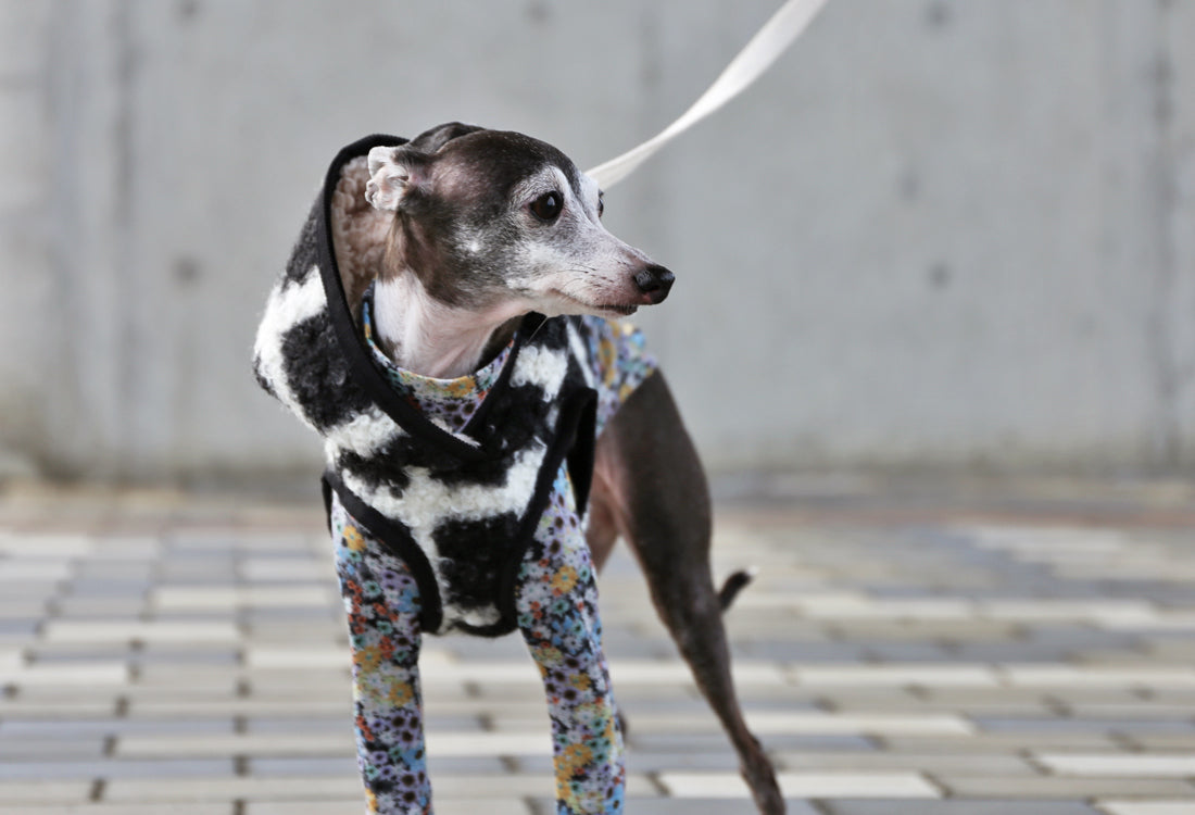 KOUSHI (black) - Italian Greyhound Clothes