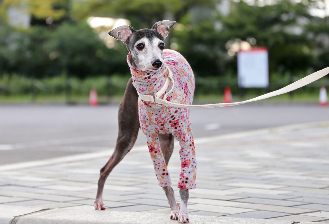 Lyocell interlock knit  (pink)- Italian Greyhound Clothes