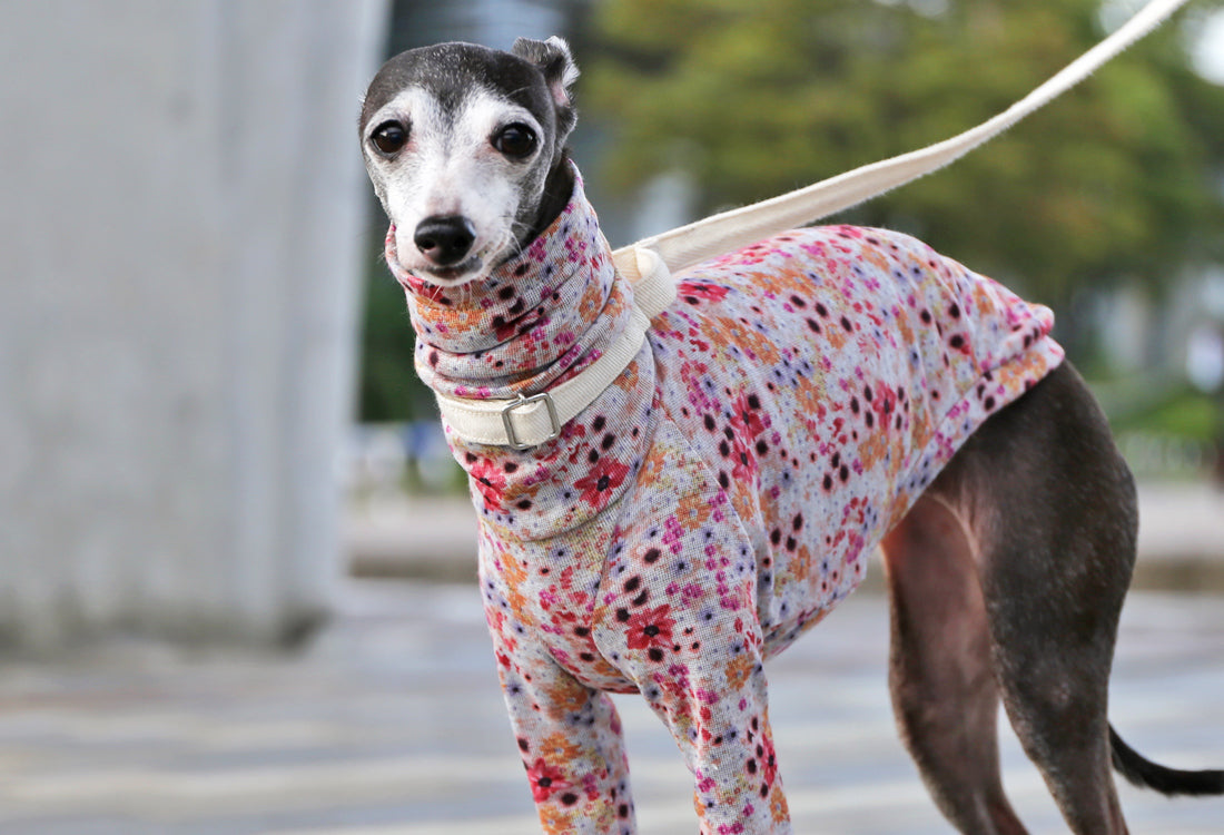 Lyocell interlock knit  (pink)- Italian Greyhound Clothes