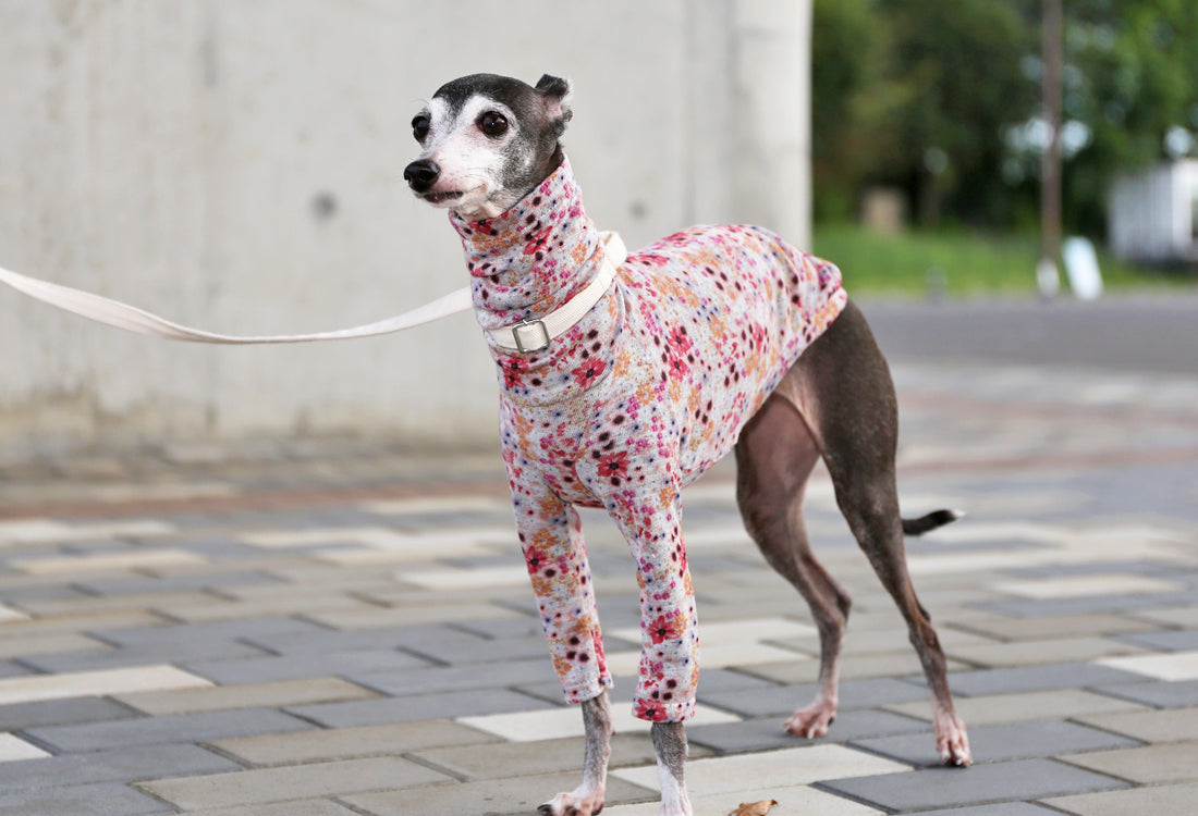 Lyocell interlock knit  (pink)- Italian Greyhound Clothes