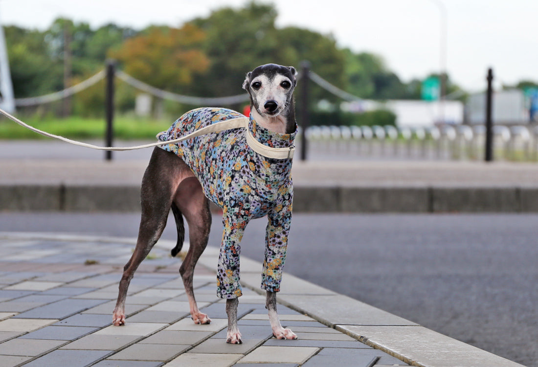 Lyocell interlock knit  (blue)- Italian Greyhound Clothes