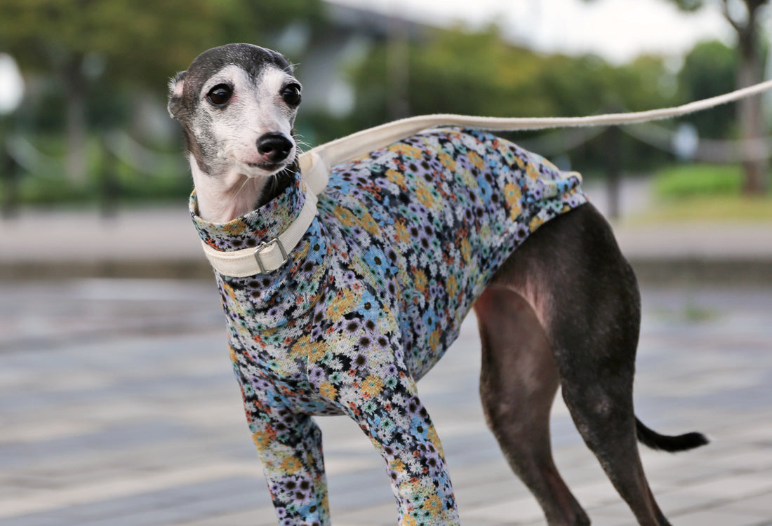 Lyocell interlock knit  (blue)- Italian Greyhound Clothes