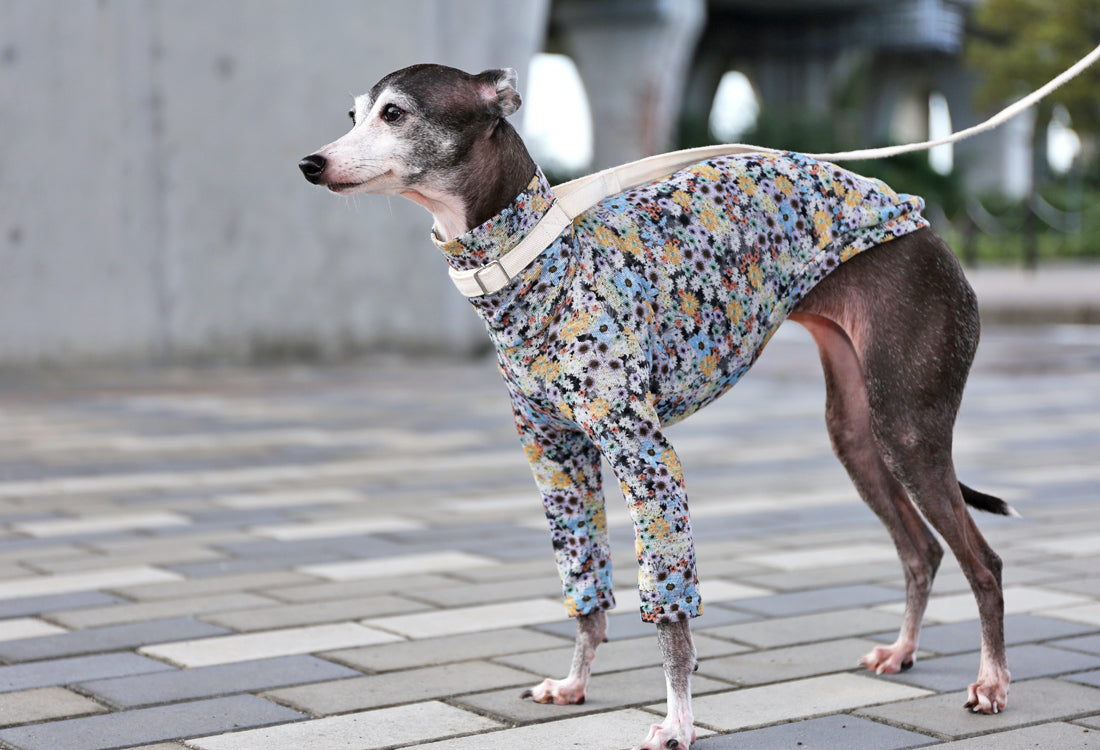 Lyocell interlock knit  (blue)- Italian Greyhound Clothes