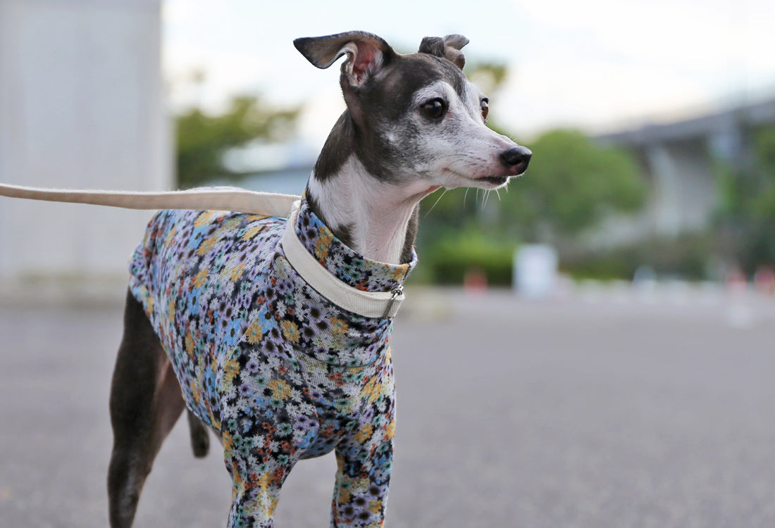 Lyocell interlock knit  (blue)- Italian Greyhound Clothes