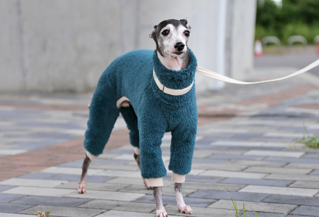 FUWA-Boa (petrol blue) - Italian Greyhound Clothes