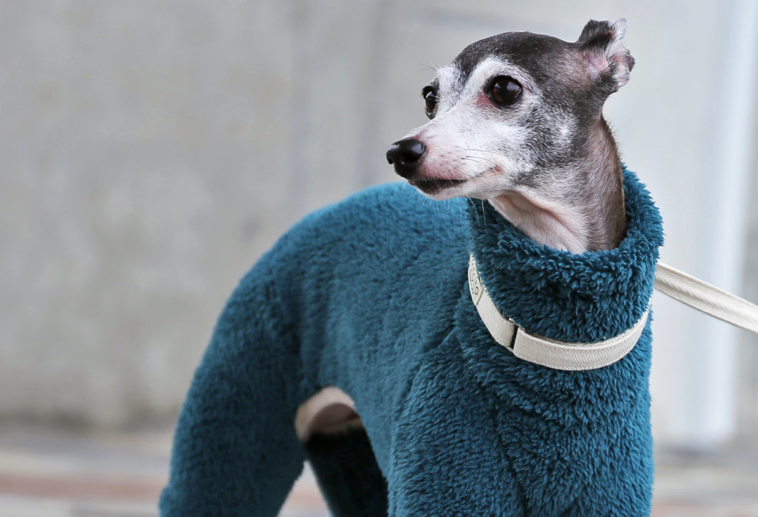 FUWA-Boa (petrol blue) - Italian Greyhound Clothes