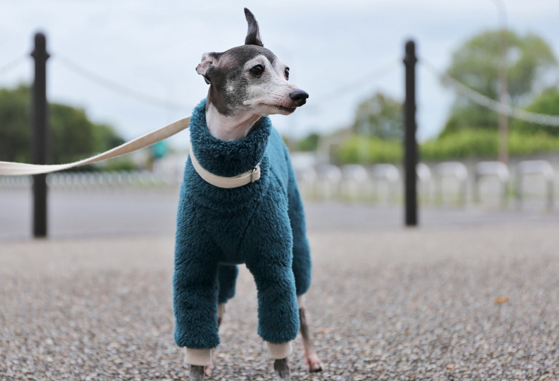 FUWA-Boa (petrol blue) - Italian Greyhound Clothes