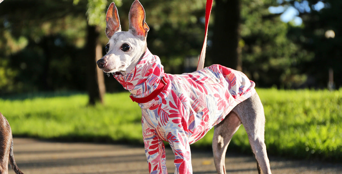 Italian Greyhound Clothing