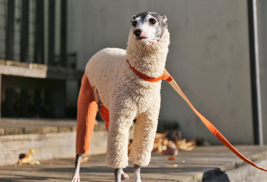 Sherpa Fleece & Corduroy Outfit (orange) - Italian Greyhound Clothes