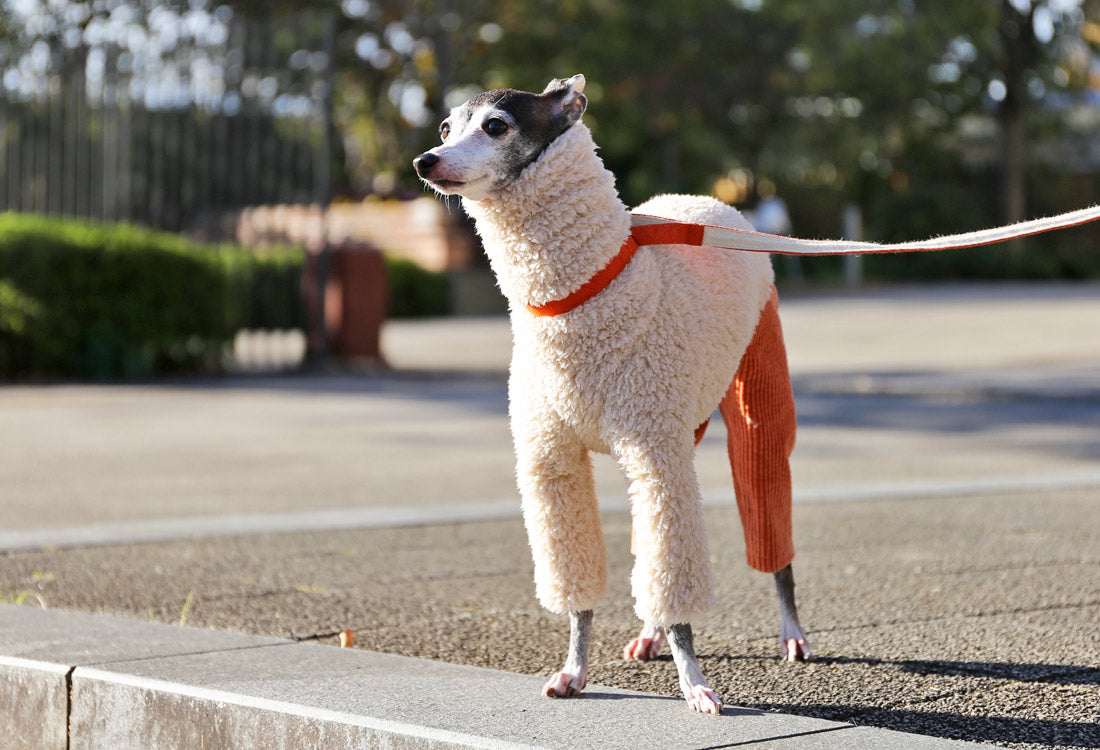 Sherpa Fleece & Corduroy Outfit (orange) - Italian Greyhound Clothes