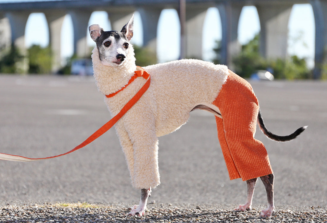 Sherpa Fleece & Corduroy Outfit (orange) - Italian Greyhound Clothes