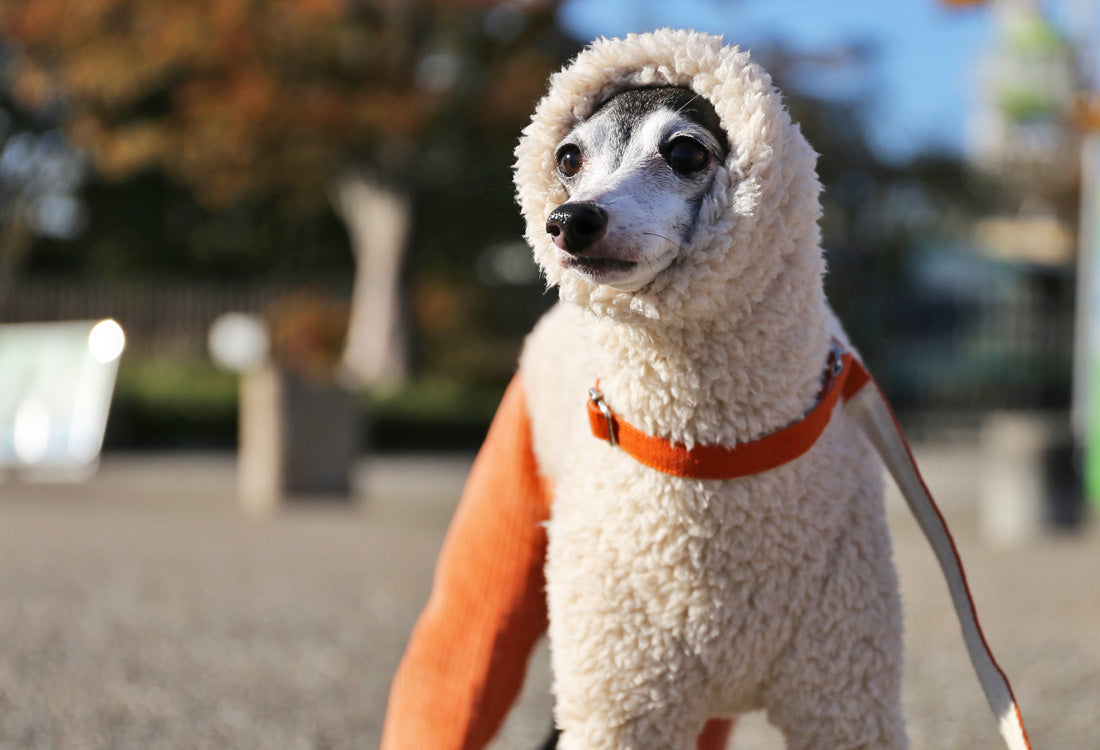 Sherpa Fleece & Corduroy Outfit (orange) - Italian Greyhound Clothes