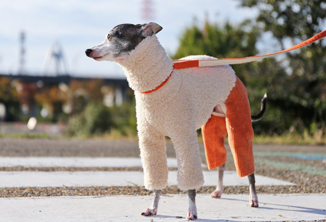 Sherpa Fleece & Corduroy Outfit (orange) - Italian Greyhound Clothes