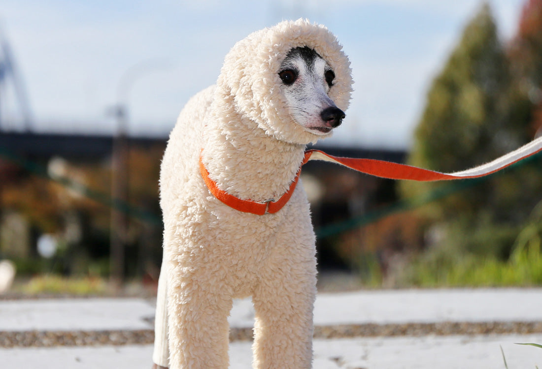 Sherpa Fleece & Corduroy Outfit (milk white) - Italian Greyhound Clothes