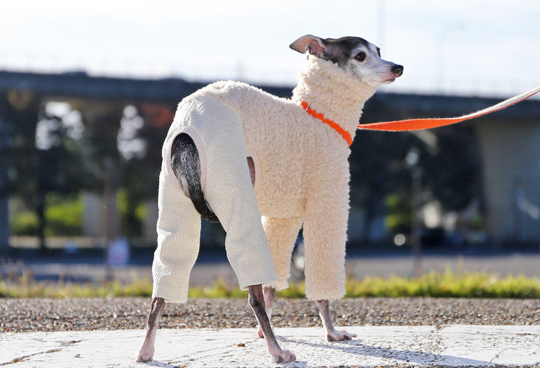 Sherpa Fleece & Corduroy Outfit (milk white) - Italian Greyhound Clothes