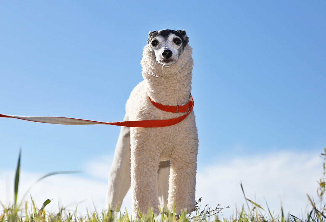 Sherpa Fleece & Corduroy Outfit (milk white) - Italian Greyhound Clothes